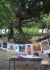 Training programme OliveTree6.jpg