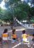 Training programme OliveTree3.jpg